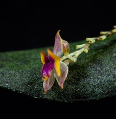Lepanthes