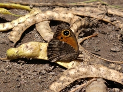 Haywardella edmondsii