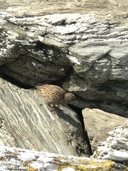 Gallirallus australis hectori