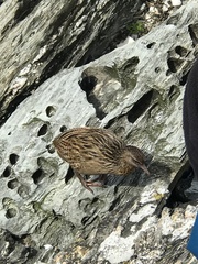 Gallirallus australis hectori