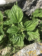 Urtica australis