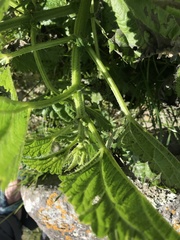 Urtica australis