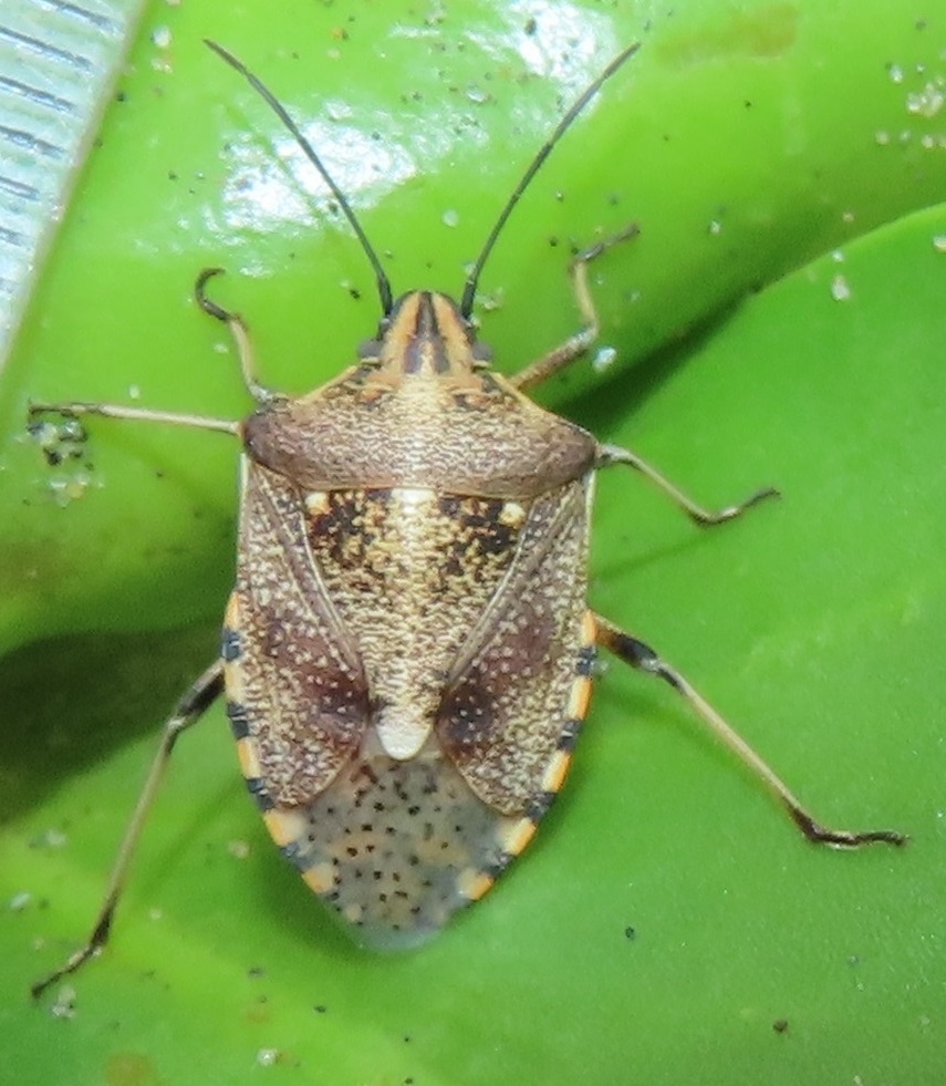 Andocides vittaticeps