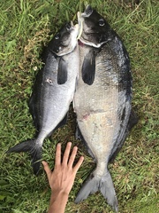 Latridopsis ciliaris