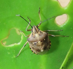 Andocides vittaticeps
