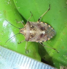 Andocides vittaticeps