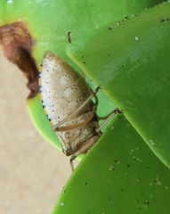 Andocides vittaticeps