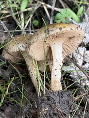 Meottomyces dissimulans