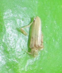 Colobostomoides marshalli