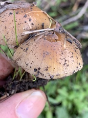 Meottomyces dissimulans