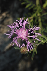 Centaurea stoebe stoebe
