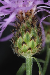Centaurea stoebe stoebe