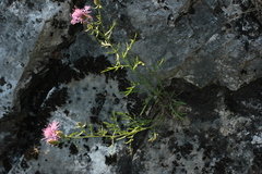 Centaurea stoebe stoebe