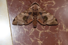 Daphnusa