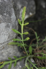 Centaurea stoebe stoebe