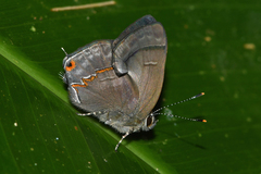 Rubroserrata mathewi