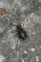 Otiorhynchus pinastri