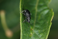 Otiorhynchus pinastri