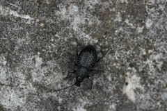 Otiorhynchus pinastri