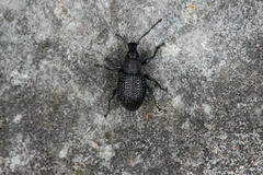 Otiorhynchus pinastri