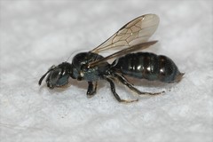 Ceratina strenua