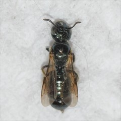 Ceratina strenua