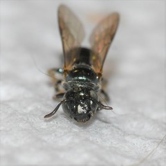 Ceratina strenua