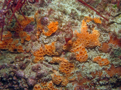 Hemimycale columella