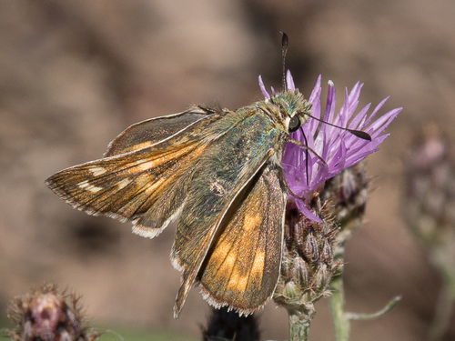 American Branded Skipper