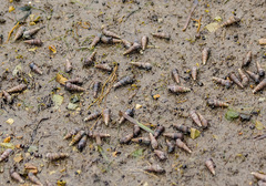 Cerithideopsis