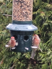 Haemorhous mexicanus