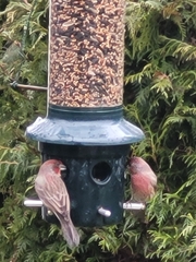 Haemorhous mexicanus