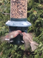 Haemorhous mexicanus