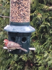 Haemorhous mexicanus