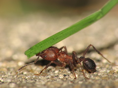 Acromyrmex heyeri