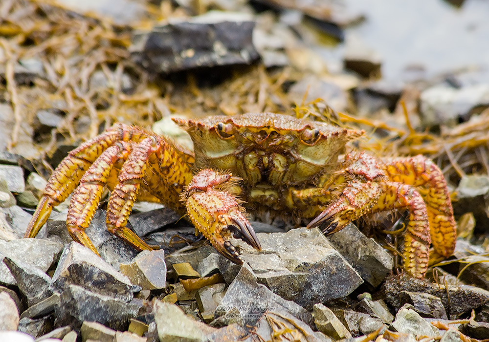 Helmet Crabs
