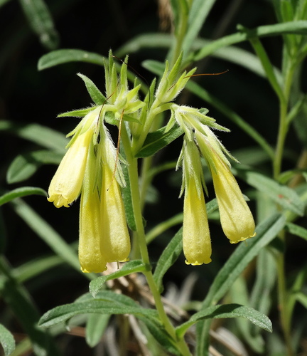 Image of Onosma echioides by (c) Kostas Zontanos, some rights reserved (CC BY)