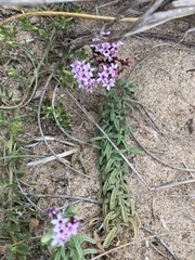 Stevia satureiifolia