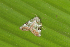 Chytonix elegans