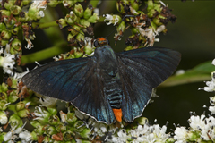 Passova gellias