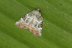Chytonix elegans