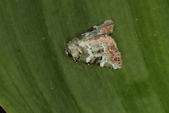 Chytonix elegans