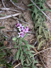 Stevia satureiifolia