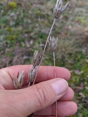 Xeranthemum cylindraceum