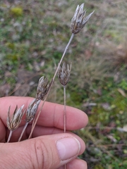Xeranthemum cylindraceum
