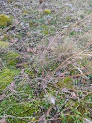 Xeranthemum cylindraceum