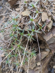Dianthus humilis