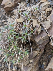 Dianthus humilis
