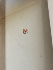 Araneus gemmoides