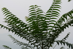 Ailanthus